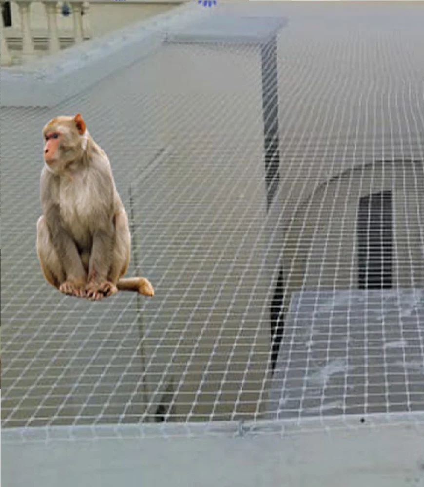 Monkey Bird Net